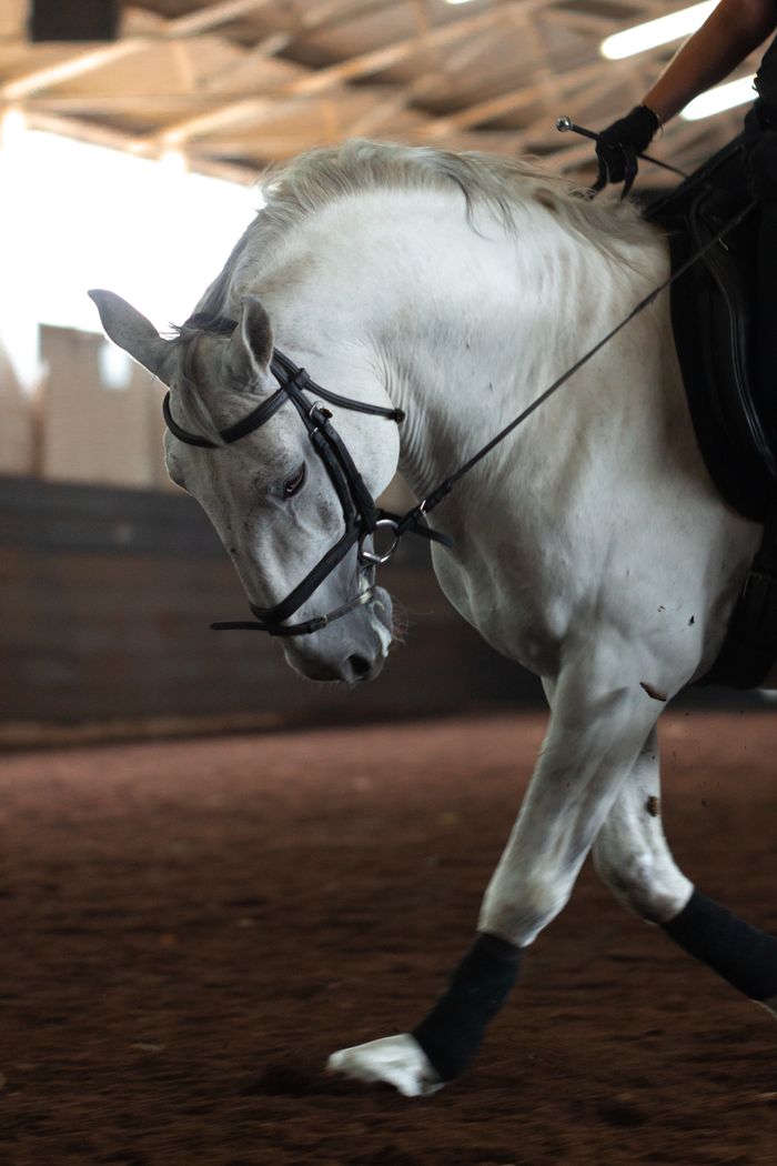 services-04 A beautiful white horse in a training session indoors, showcasing elegance and control.